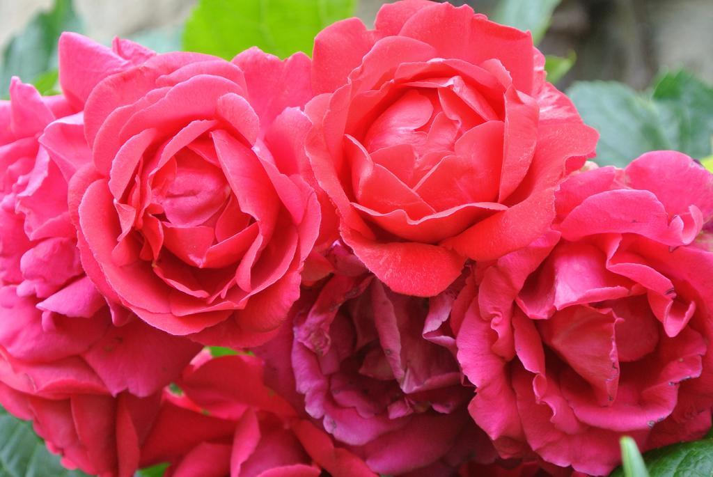 Domaine La Rose Caylus Phòng bức ảnh